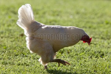 White hen walking on the grass France