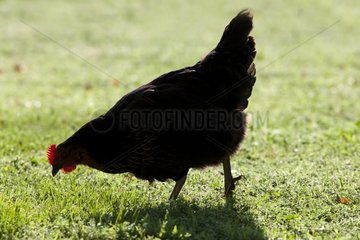 Black hen walking on the grass France