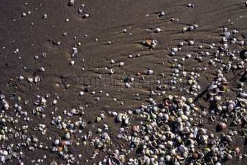 Shells on a sandy beach at low tide Spain