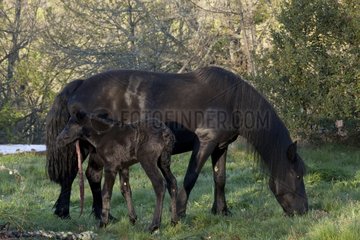 Merens mare and newborn foal in the meadow France