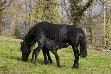 Merens mare and newborn foal in the meadow France