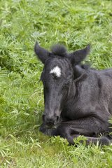 Colt Merens newborn lying in the grass France