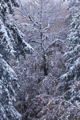 Forest under snow Northern Velebit Dalmatia Croatia