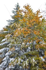 Forest in snow PN Velebit Northern Dalmatia Croatia