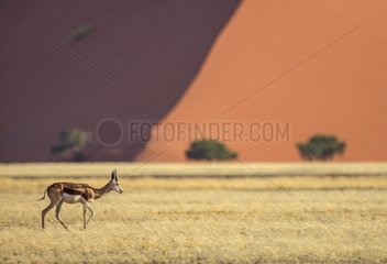 Springbok in front of a sand dune Namib Desert Namibia