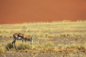 Springbok in front of a sand dune Namib Desert Namibia