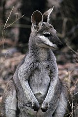 Portrait of a Whiptail wallaby Australia