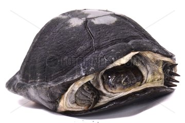 Central African Mud Turtle on white background