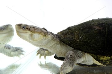 Maran's Gabon Mud Turtle and reflection on white background