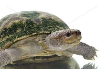 African Forest Mud Turtle on white background