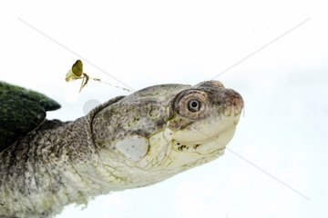 Portrait of Variable Mud Turtle on white background
