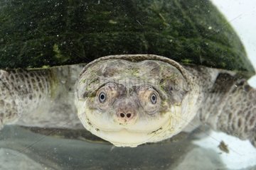 Portrait of Variable Mud Turtle