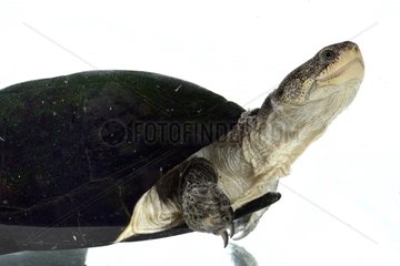 West African Mud Turtle on white background