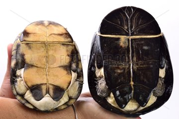 Yellowbelly Mud Turtle and West African Mud Turtle