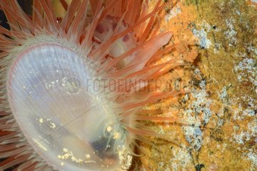 Fragile File Clam on reef - New Caledonia