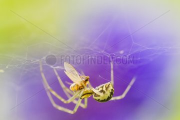 Common hammock-weaver catching a prey - Alsace France