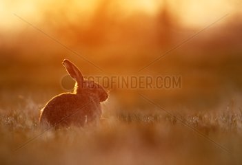 Brown Hare in a meadow at sunset at spring