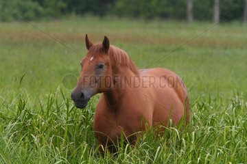 Horse in a wet meadow Poland