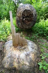 Tree felled by European beaver Ecopôle Forez France