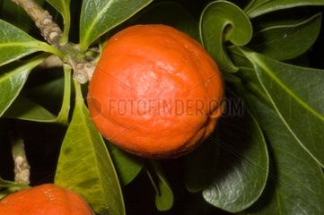 False mandarin endemic of New Caledonia
