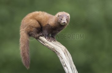 American Mink standing on a branch at spring GB