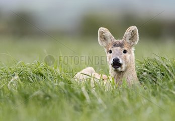 Chinese water Deer resting in a meadow at spring GB