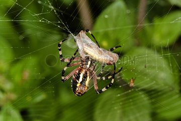 Wasp spider with prey on his canvas in summer France