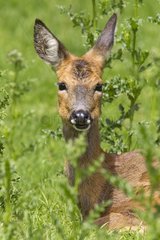 Female Roe deer eating in summer Scotland