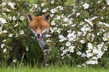 Red Fox standing amongst flowers at spring GB