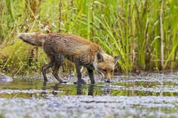 Red Fox drinking in a pond in summer GB