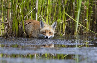 Red Fox hunting in a pond in summer GB