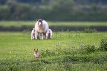Red Fox standing with sheep in a meadow at spring GB
