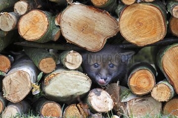 Cub Red Fox hidden in a pile of wood at spring GB