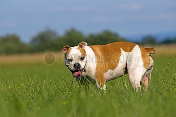 English Bulldog in the grass France