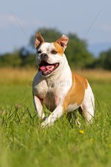 English Bulldog running in the grass France