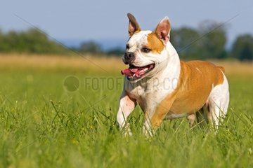 English Bulldog running in the grass France