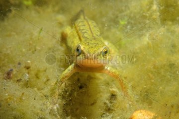 Palmate newt female in a pool of Prairie Fouzon France