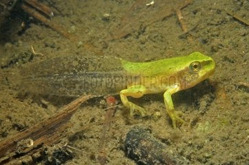 Tadpole to Tree Frog in a pond Prairie du Fouzon
