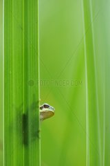 Young green tree frog on a leaf of Prairie Fouzon France