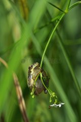 Young green tree frog on a stem of Prairie Fouzon France