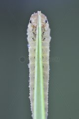 Sawfly larva eating grass Prairie du Fouzon France