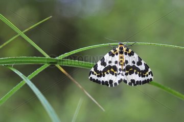 Magpie Moth on a blade of grass Prairie du Fouzon France