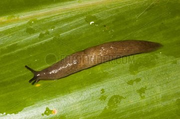 Marsh Slug on leaf New Caledonia