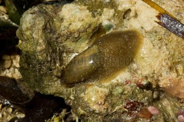 Stomatella snail on reef New Caledonia