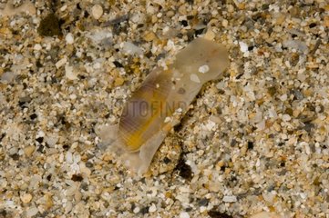 Retusidae sand New Caledonia