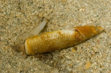 Terebellum conch on sand New Caledonia