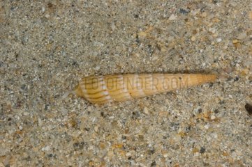 Undulate auger on sand New Caledonia