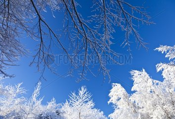 Snowy forest in winter Plitvice Lakes NP Croatia