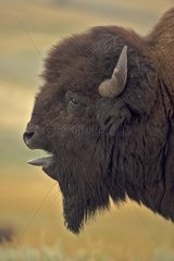 Bison Male in rut Wyoming USA