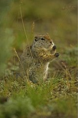 Uinta Ground Eichhörnchen füttert Wyoming USA